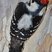 Downy Woodpecker